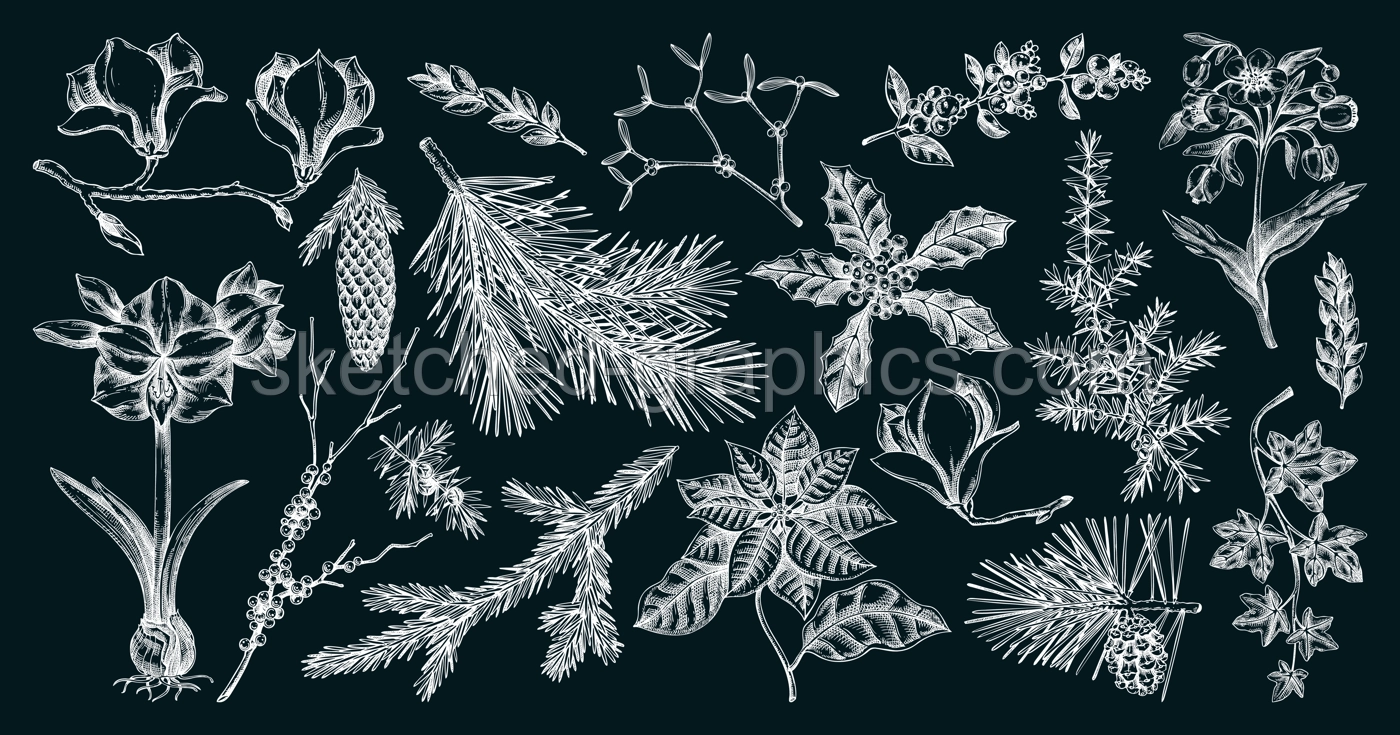 Winter flower, conifer trees, evergreen plants sketches. Vintage Christmas design elements on chalkboard. Hand drawn vector illustration. NOT AI generated Illustration